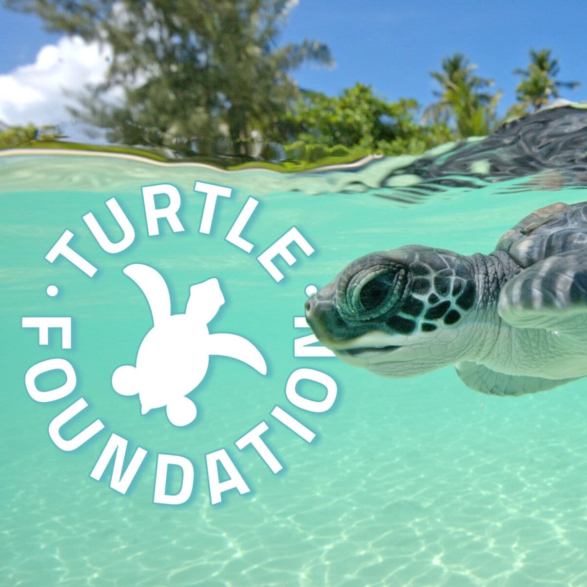 Observation tortues de nuit - Turtle Foundation 1